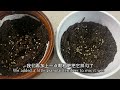 【养花·种菜】050 朱顶红种植 planting amaryllis