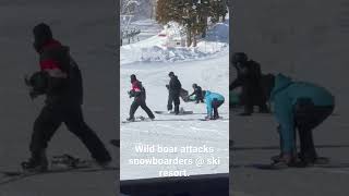Wild boar attacks snowboarders at Myoko ski resort in Japan. Video by @joeysmyoko