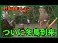 野鳥撮影Vlog「下界まで 我先にと急く 鶲かな」八王子に冬鳥到来 ジョウビタキ、アオゲラ、オナガなど | Birding in Japan shot on OM-1 Mark II