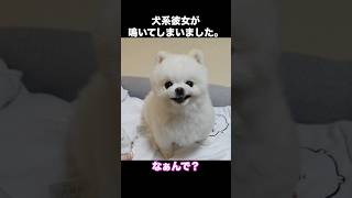 犬系彼女が鳴いてしまいました。