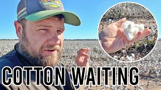 Cotton Update | Nearly Planting Again! | Vlog 278