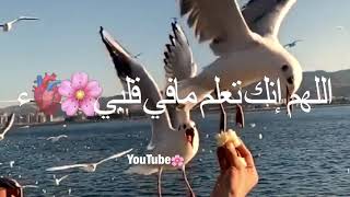 أجمل دعاء صباحي يريح القلب ويمحي الوجع🤲🏻💓حالات واتس اب صباحيه دعاء||استوريات انستا صباحيه#صباحيات