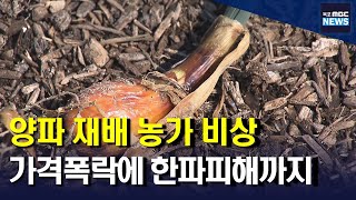 고흥 양파 재배 농가 비상...대책은?[목포MBC 뉴스투데이]