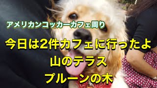 今日は2件のカフェに行ったよ　京都府亀岡市　森のテラス　プルーンの木