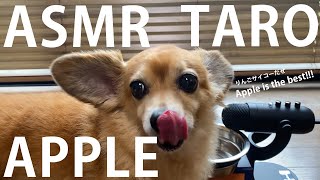 【ASMR・咀嚼音・Eating Sounds】りんごを食べるチワックス太朗 TARO eats an apple!