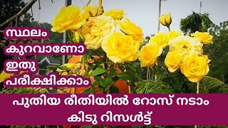 how to care  rose plants ..#rose caring 50 രൂപയ്ക്കു വാങ്ങിയതാ... ഇത്രയും പൂ ആക്കിയെടുത്തു