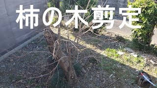 柿の木剪定（冬剪定で樹形を整える）