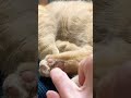 寝てる猫にイタズラしたくなるよね。