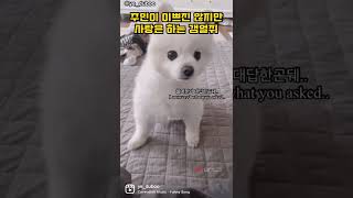 주인이 안예쁜 갱얼쥐