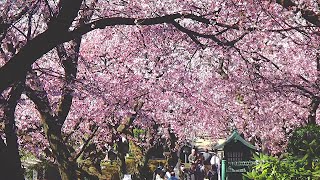 密蔵院の安行桜　〜2024年3月18日〜