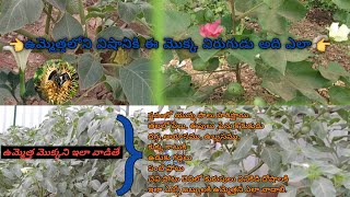 ఉమ్మెత్తలోని విషానికి విరుగుడు || ఉమ్మెత్త ఆయుర్వేద ఉపయోగాలు||Datura ayurvedic uses$AR MEDICALS....!