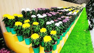 百種大菊花品種展示！2022士林官邸菊花展 Display of Hundreds of Large Chrysanthemum Varieties in Taiwan