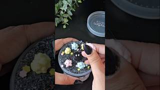 🤩 Super Crispy \u0026 Relaxing Slime ASMR Susuwatari Konpeito by Momo Slimes #slime #satisfying #asmr