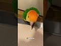 【トイレに侵入するインコ🦜】 ￣▽￣ …レオちゃん、勘弁しておくれ😅💦 shorts cute caique シロハラインコ レオちゃん