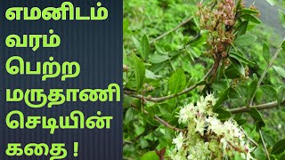 எமனிடம் வரம் பெற்ற மருதாணி செடியின் கதை| Benefits of henna leaves in tamil|மருதாணி செடியின் நன்மைகள்