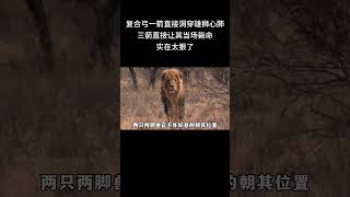 1 猎人用复合弓一箭直接洞穿狮子心肺，三箭直接让其当场毙命，实在太狠了