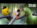 Most Magnificent Birds of Africa | Stress Relief | Calming Sounds | Birds Chirping | Stunning Nature
