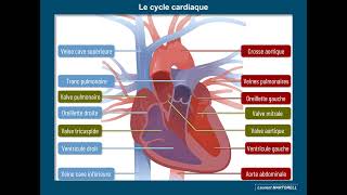 L'anatomie du cœur : à venir !