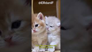 A cute cat, when it’s with its partner, is it like this? Feeling so that it brings you happiness.