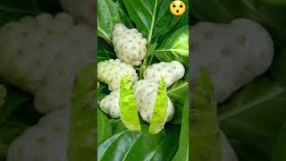 Amazing Noni Fruit,(Apatot)!!#shorts #satisfying #meme #viral #amazing