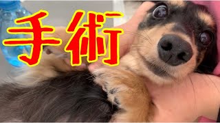 【犬の病気】肥満細胞腫の手術をしました【ミニチュアダックスフンド】