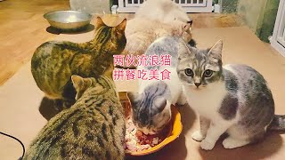 两伙流浪猫在毛坯房里拼餐，帅布偶从头到尾威胁别的猫：都少吃点