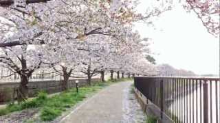 埼玉県草加市の綾瀬川の桜