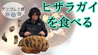 【コラボ動画with平坂寛】ヒザラガイを食べる～ダンゴムシ感⁉～