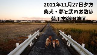 2021年11月27日夕方＿柴犬・夢と武のお散歩＿菊川市嶺田地区