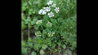 芫荽（香菜）開花結果