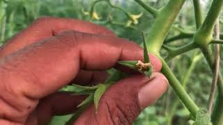 Tomato plants after 45 days in polyhouse