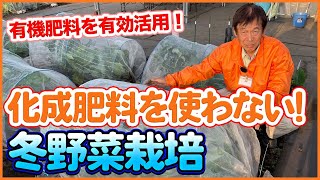 Tips for Organic Growing Winter Vegetables from a Japanese Farmer !