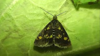 ИНСЕКТАРИЙ: 93. Огнёвка Золотистая (Pyrausta aurata)