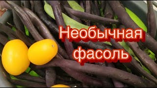 Лучшие сорта фасоли: Чуча или Вигна, Брухильда