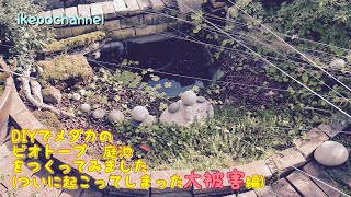 DIYでメダカのビオトープ庭池を作ってみましたⅺついに起こってしまった鳥獣被害編 I tried to make a biotope garden pond for medaka with DIY