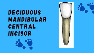 Mandibular Deciduous Central Incisor | Deciduous Tooth Morphology