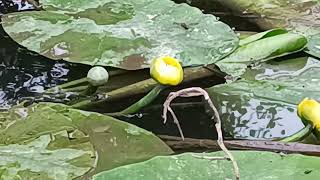 Nuphar Luteum ⛔ (Pré des Lavandières)