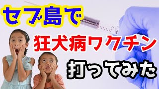 【狂犬病】セブ島で狂犬病予防ワクチンを接種する方法は？？