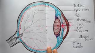 #Structure of human eye...in Telugu.