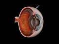 Intravitreal Eye Injection for Macular Degeneration