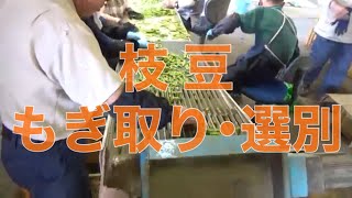 枝豆もぎ取り・選別