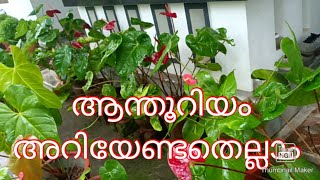 Anthurium care \u0026 potting method / ആന്തൂറിയം നടുന്ന വിധവും പരിപാലനവും