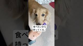 15歳わんこの交渉術。 #ダックス #老犬 #シニア犬 #ミニチュアダックス #犬 #shorts