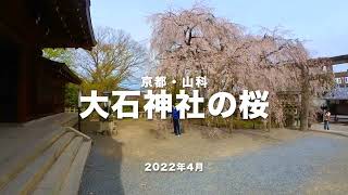 京都・山科・大石神社の桜2022年4月