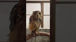 お茶目なミミズクがかわいすぎる… #shorts