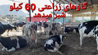 گاوهای زراعتی، گاوهای زراعتی ایرانی، روزانه 60 کیلو شیر میدهد | Agricultural cattle