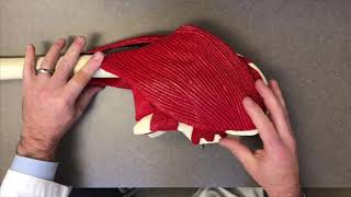 Dr. Michael Higgins explains the Jiffy Hip
