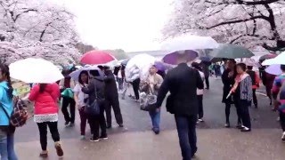 2016.04.04-上野公園賞櫻-5(第三天)