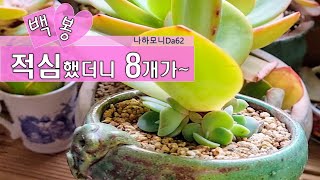 백봉 적심 했더니 8개가 나왔어요.백봉 적심 후 성장과정.백봉 키우기. succulents.たにくしょくぶつ.多肉植物.