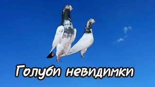 Высоколётные голуби \